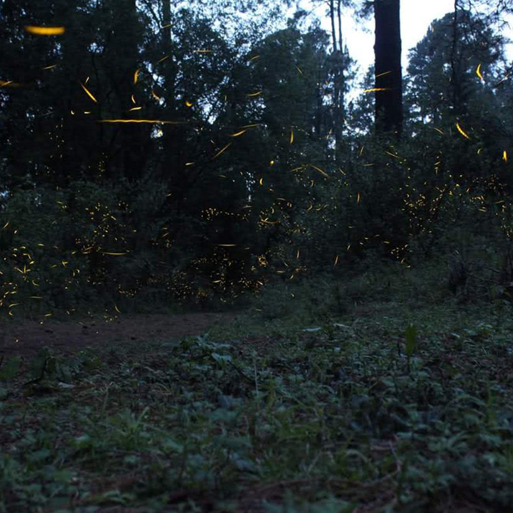 Luciérnagas en el bosque